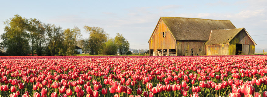 Barn with Pink Flowers