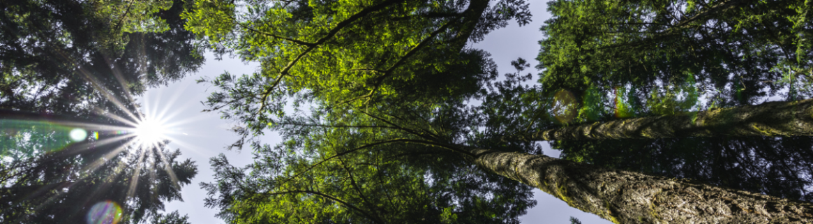 sunlight streaming through trees